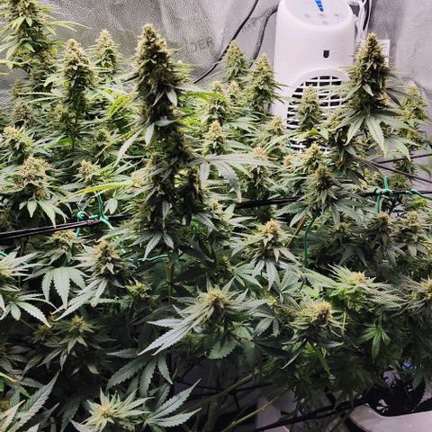 Stardawg growlog timeline photo