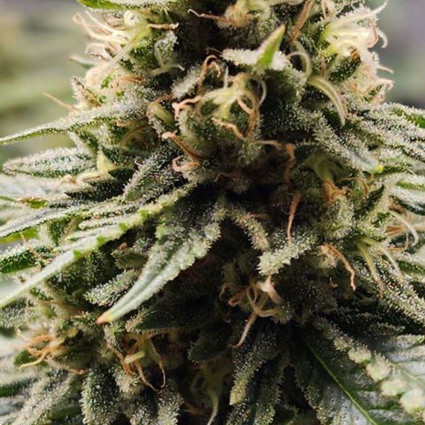 Stardawg growlog timeline photo