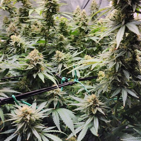 Stardawg growlog timeline photo
