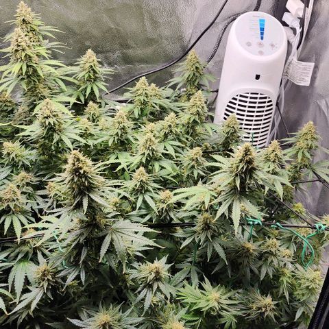 Stardawg growlog timeline photo