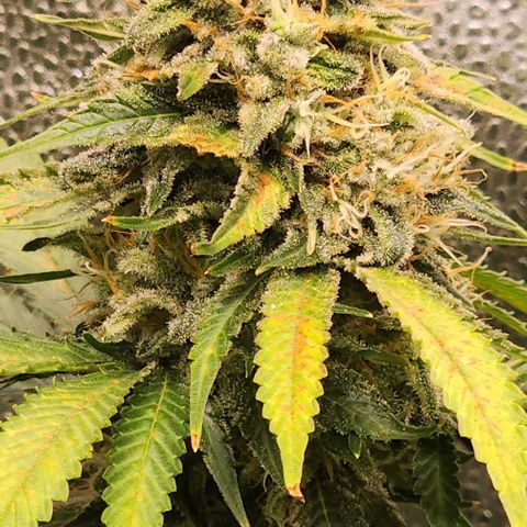 Bruce Banner growlog timeline photo