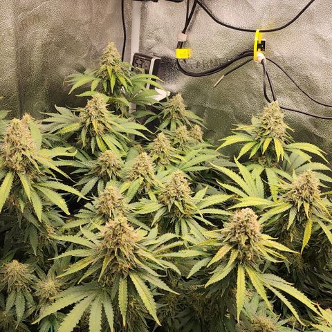 Bruce Banner growlog timeline photo