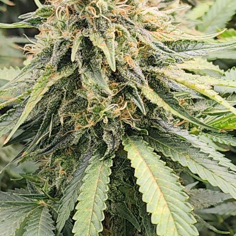 Bruce Banner growlog timeline photo