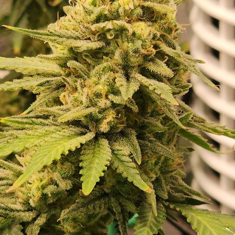 Stardawg growlog timeline photo