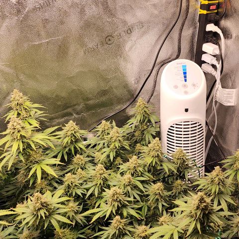 Stardawg growlog timeline photo