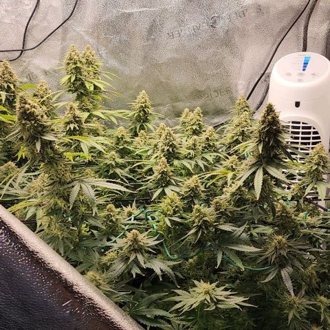 Stardawg growlog timeline photo