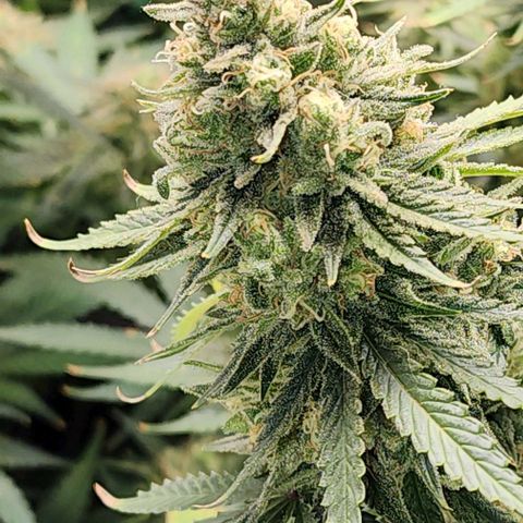 Stardawg growlog timeline photo
