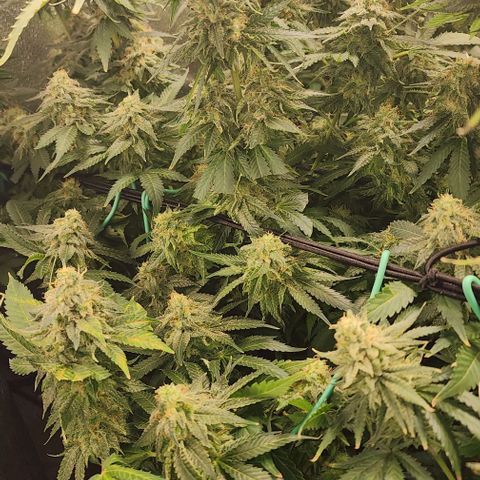 Bruce Banner growlog timeline photo