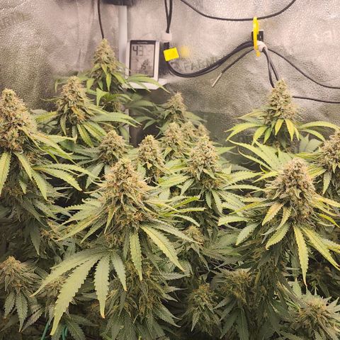 Bruce Banner growlog timeline photo
