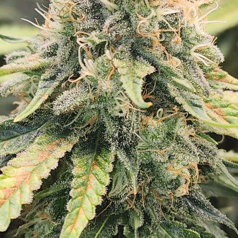 Bruce Banner growlog timeline photo