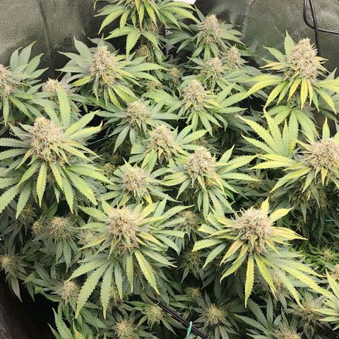 Bruce Banner growlog timeline photo