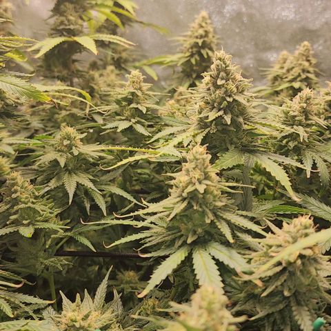 Stardawg growlog timeline photo