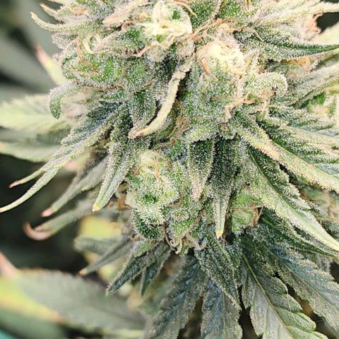 Stardawg growlog timeline photo