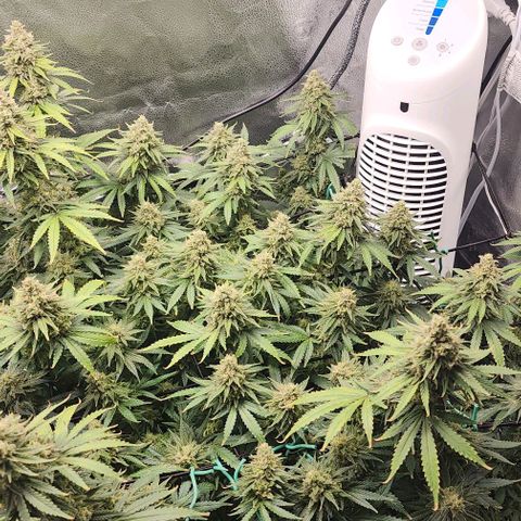 Stardawg growlog timeline photo