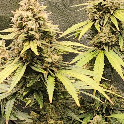 Stardawg growlog timeline photo