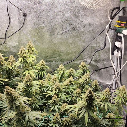 Stardawg growlog timeline photo