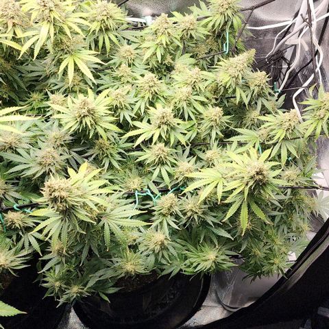 Stardawg growlog timeline photo