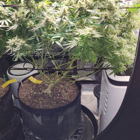 Stardawg growlog timeline photo