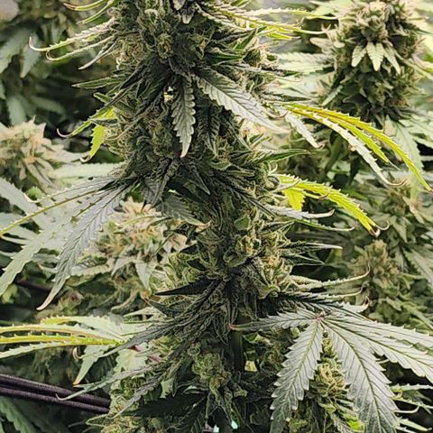 Stardawg growlog timeline photo