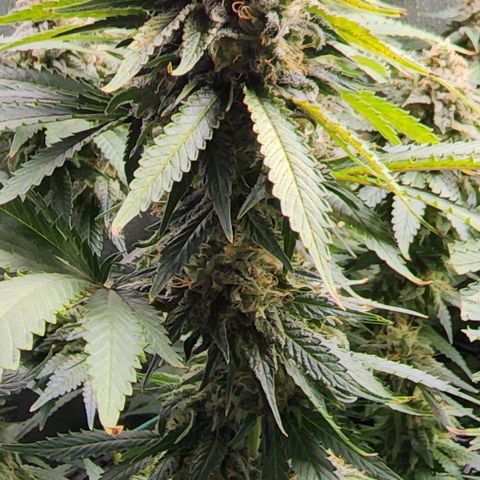 Bruce Banner growlog timeline photo