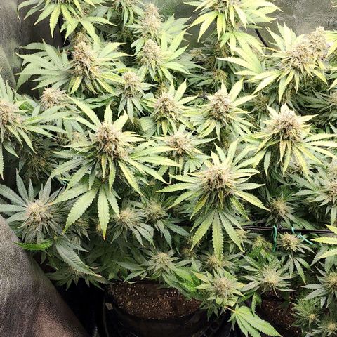 Bruce Banner growlog timeline photo