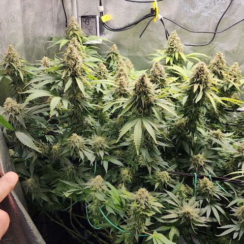 Bruce Banner growlog timeline photo