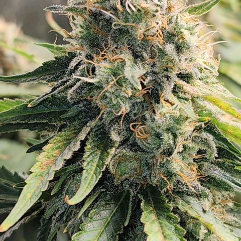 Bruce Banner growlog timeline photo