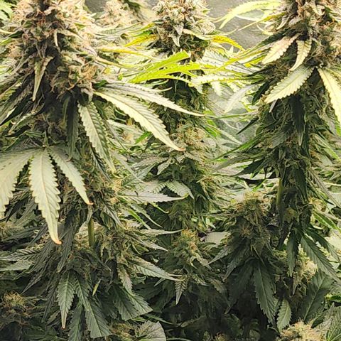Bruce Banner growlog timeline photo