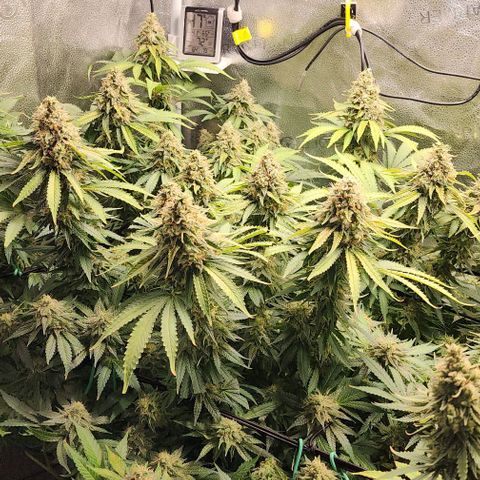 Bruce Banner growlog timeline photo