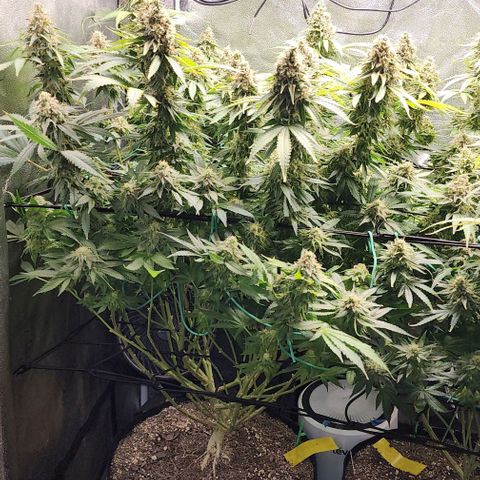 Bruce Banner growlog timeline photo