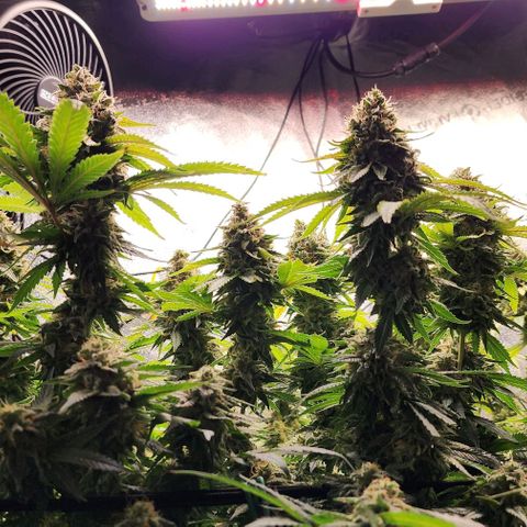 Bruce Banner growlog timeline photo