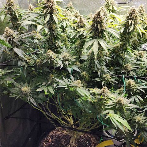 Bruce Banner growlog timeline photo