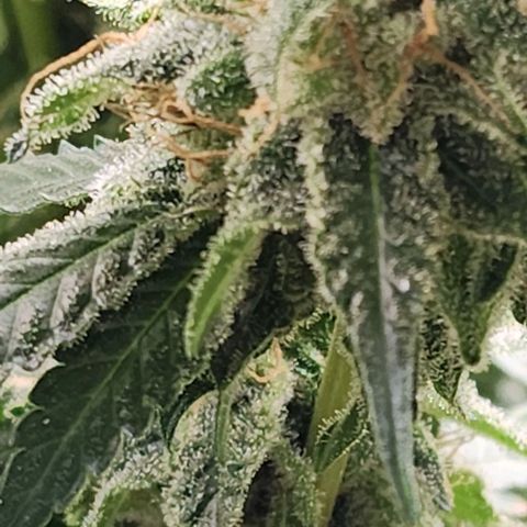 Bruce Banner growlog timeline photo