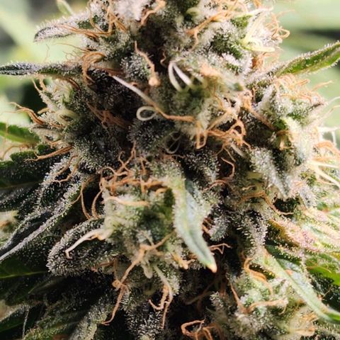 Bruce Banner growlog timeline photo