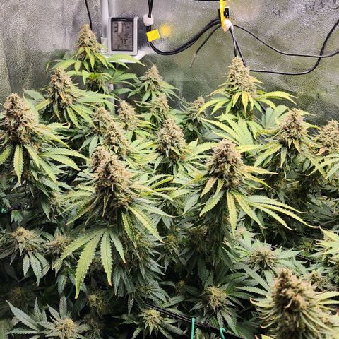 Bruce Banner growlog timeline photo