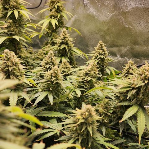 Stardawg growlog timeline photo