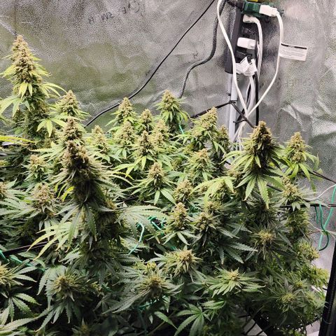 Stardawg growlog timeline photo