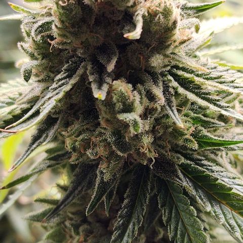 Stardawg growlog timeline photo