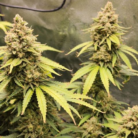 Stardawg growlog timeline photo