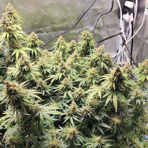 Stardawg growlog timeline photo