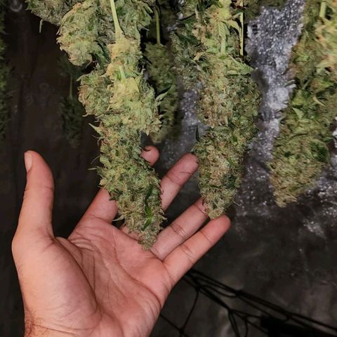 Bruce Banner growlog timeline photo