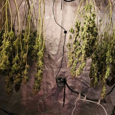Bruce Banner growlog timeline photo