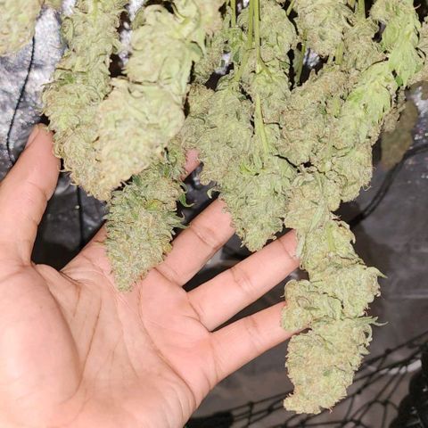 Stardawg growlog timeline photo