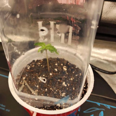 THC Bomb growlog timeline photo