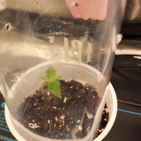 Animal Mints growlog timeline photo