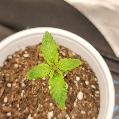 THC Bomb growlog timeline photo