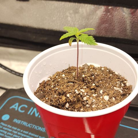 Animal Mints growlog timeline photo