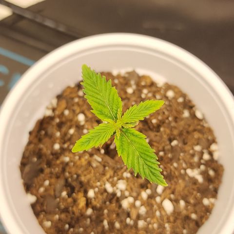 Animal Mints growlog timeline photo