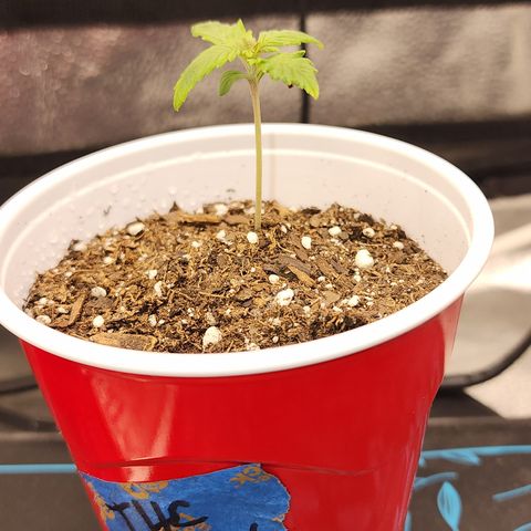THC Bomb growlog timeline photo