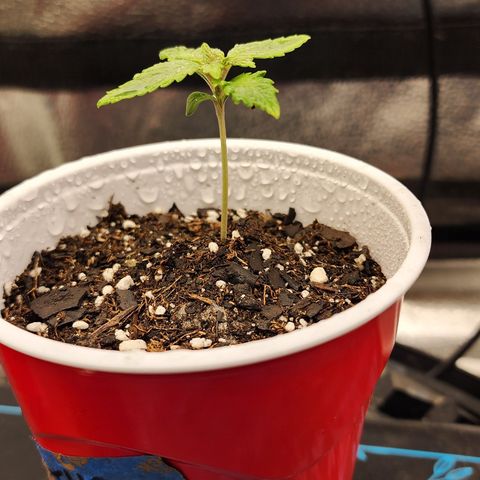THC Bomb growlog timeline photo